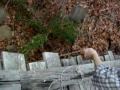 Feeding the ducks