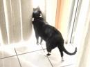 bogart chronicles  part 1