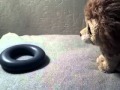 Ferocious Lion Plays with Rubber Ring