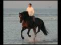 videos de Escuro: the perfect allround warmblood stallion.