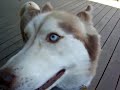 Lady, the Elkhound, Meeting the Huskies