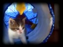 name: aslan
born: in a garage about five weeks prior to the upload of this video. 

music: aslan's theme by geoffrey burgon (from the original bbc chronicles of narnia). 

the lion clip and audio from the chronicles of narnia: prince caspian belong to disney and walden media.  no copyright infringement is intended.
