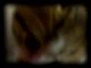 name: aslan
born: in a garage about five weeks prior to the upload of this video. 

music: aslan's theme by geoffrey burgon (from the original bbc chronicles of narnia). 

the lion clip and audio from the chronicles of narnia: prince caspian belong to disney and walden media.  no copyright infringement is intended.