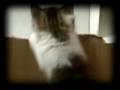 videos de Aslan's Theme: Kitten