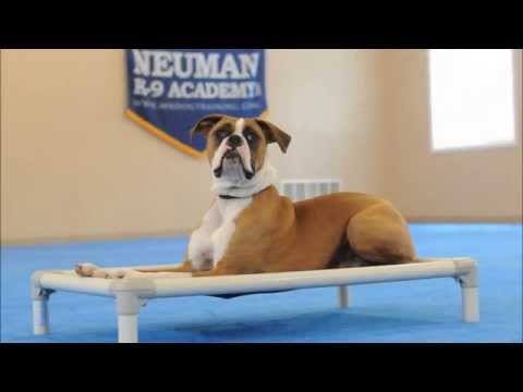 how to train boxer dog