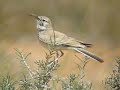 Hoopoe Lark - Alaemon alaudipes