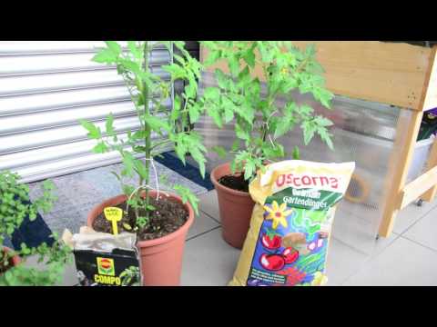 Gemüsedünger Test ★ Compo Guano vs. Oscorna Animalin