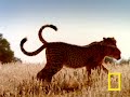 Cheetah vs. Gemsbok