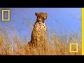 Cheetah vs. Gemsbok