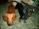 Brutis and Studly are Hustin