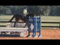 videos de 6 yr old TB Hunter Never Raced For Sale 15k