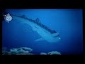 Endless Ocean - Whale Shark 2 Endless Ocean - Whale Shark 2