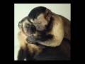 You're a frickin Monkey Proxy of Aronra's video