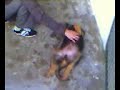 German Shepherd 2 Months 2 Weeks