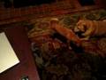 Inga picking on the Dogs