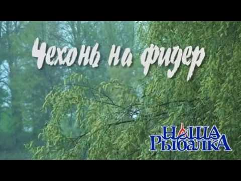 фидерная рыбалка чехонь фидерная рыбалка чехонь