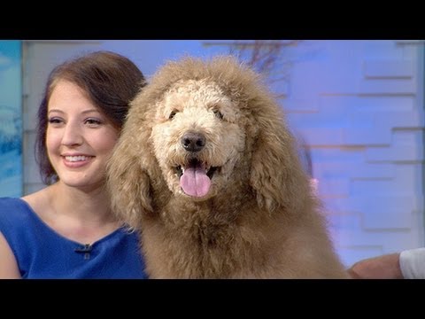 Labradoodle Dog Mistaken for Lion in Virginia, Prompts Flood of 911 Calls