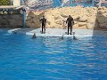 Dolphinella sharm el sheik