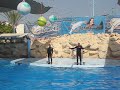 Dolphinella sharm el sheik