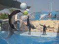 Dolphinella sharm el sheik