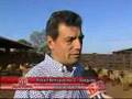 OVINOS FAZ CAMPO LIMPO