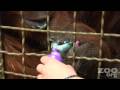 Orangutan Towan Paints at Woodland Park Zoo, HD