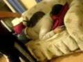videos de ace (doublea) 008