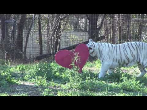 LION ( TIGON