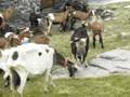 chalet d'alpage la chasse