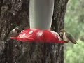 Backyard Humming Birds