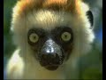 i am the walrus bono monkey