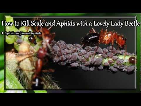 how to treat euonymus scale