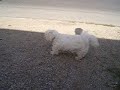 white dog 4 - YUMOS
