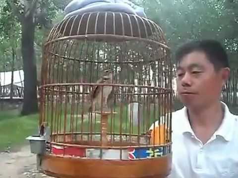 Chim Son Ca.FLV