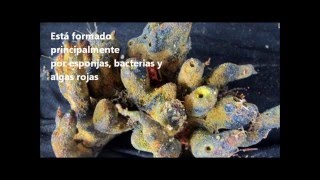 El rÃo Amazonas y su arrecife de coral