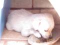 videos de BRANQUIM & TICO