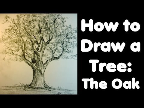 How to draw a Tree: The Oak