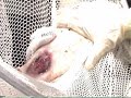 Koi Ulcer Treatment