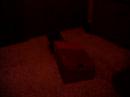 Abyssinian kittens and a shoe box 2