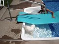 Chloe, a Bichon Frise from France, in her pool.