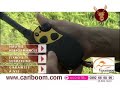 Collier de dressage SportDog