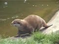 Otters at play