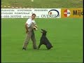 Dobermann Alex Black Sagitta - IDC Worldchampionship 2000