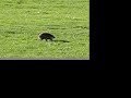 Dizzy Hedgehog