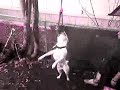 \"KONA\" American Bulldog