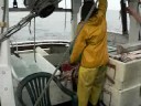 Giant Lingcod 3