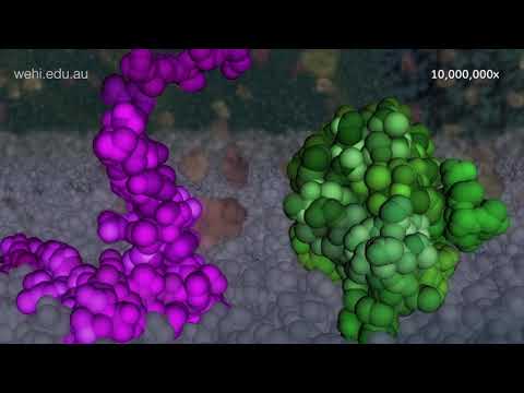 Apoptosis and venetoclax - YouTube