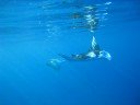 Early Morning Mantas