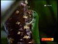 videos de CONNAISSANCE du MONDE, 