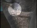 videos de Asian Elephants Being Abused
